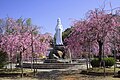 観音像と園内の桜（2023年5月）