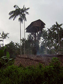 Tree house built by the Korowai people in New Guinea Korowai Treehouse 3.jpg