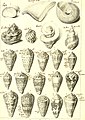 L'histoire naturelle éclaircie dans deux de ses parties principales, la lithologie et la conchyliologie - dont l'une traite des pierres et l'autre des coquillages - ouvrage dans lequel on trouve une (14595154660).jpg