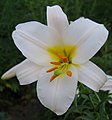 Lilium regale