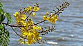 LAPACHO AMARILLO - panoramio.jpg