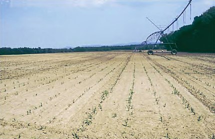 Vilobí d'Onyar (Selva), 24 d'abril de 2002