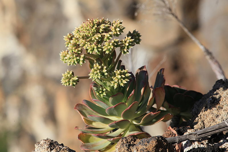 File:La Palma - Tijarafe - LP-1 - Aeonium 01 ies.jpg