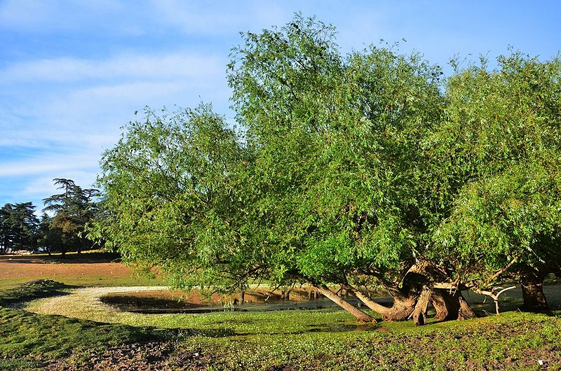 File:La foret des cedres de Theniet El Had Algerie 14.jpg