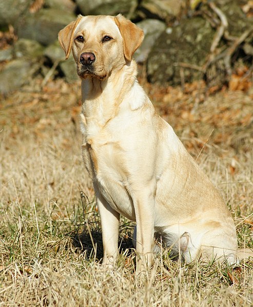 File:Labrador Retriever - Yellow.JPG