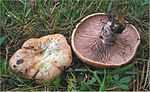 Miniatura para Lactarius sanguifluus