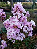 Thumbnail for File:Lagerstroemia indica 5.jpg