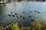 Thumbnail for File:Lake Oswego from north side near east end of Lakewood Bay with ducks - Oregon.JPG