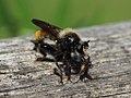 Laphria flava (Linnaeus, 1761)