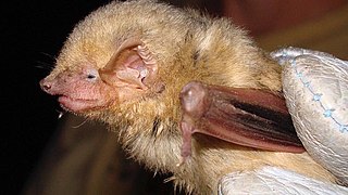 Western yellow bat Species of foliage-roosting bat