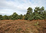 Thumbnail for Cawston and Marsham Heaths