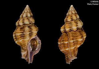 <i>Latirus</i> Genus of gastropods