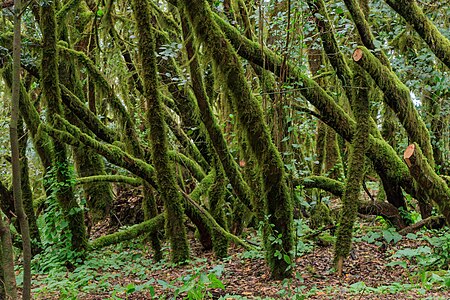 Laurisilva Garajonay National Park La Gomera