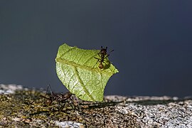 Atta cephalotes (Leaf-cutter ant) with minim