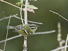 Pale-rumped warbler Lemon-rumped Warbler MG 2373 GarimaBhatia.jpg