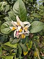 * Nomination: Lemon Tree Flower 1 --Ahnaf Tahmid Manan 12:00, 13 February 2024 (UTC) * Review Please add appropriate categories! --Kritzolina 14:52, 13 February 2024 (UTC)