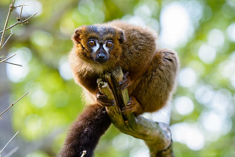 File:Lemur (30873433398).jpg