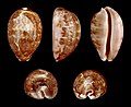 * Nomination Shell of a Map Cowry, Leporicypraea mappa --Llez 05:33, 30 July 2011 (UTC) * Promotion  Support QI & Useful --Archaeodontosaurus 06:02, 30 July 2011 (UTC)