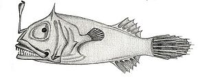 Leptacanthichthys gracilispinis.JPG