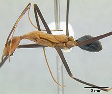 Leptomyrmex varians casent0011997 profil 1.jpg