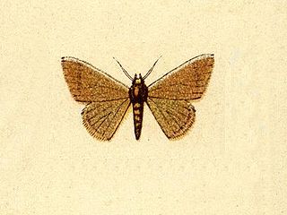 <i>Leptostales roseoliva</i> Species of moth