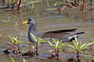 Lesser moorhen species of bird