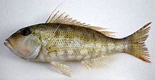 Lethrinus genivittatus JNC2640.JPG