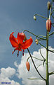 Lilium pumilum Flower in situ