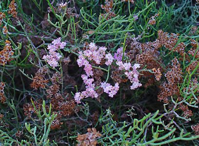 Limonium tuberculatum Inflorescence