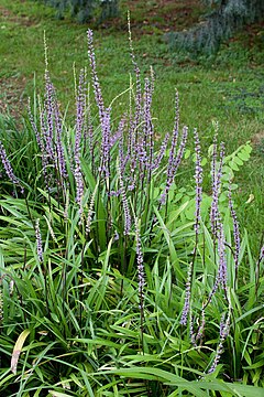 Description de l'image Liriope muscari - Floraison.jpg.