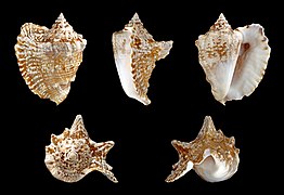 Lobatus raninus (Hawk-wing Conch), Shell