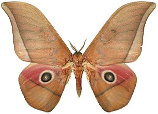 <i>Lobobunaea acetes</i> Species of moth