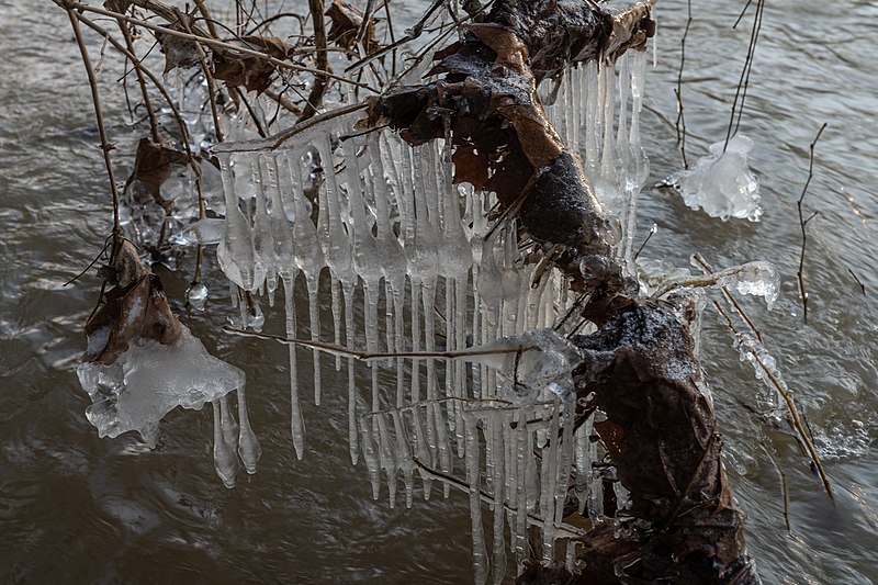 File:Long thin icicles that feature a bulbous section hang from a branch over the Scioto River in Columbus, Ohio on February 5th, 2022.jpg