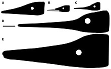 Examples of longirostrine ichthyosaurs of the Triassic, E is C. buchseri Longirostriny in Triassic Ichthyosaurs.jpg