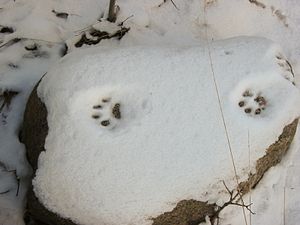 Eurasischer Luchs: Merkmale, Verbreitung, Lebensraum und Revieransprüche