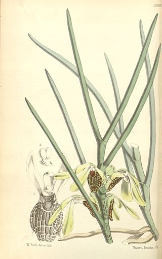 <i>Luisia</i> Genus of orchids