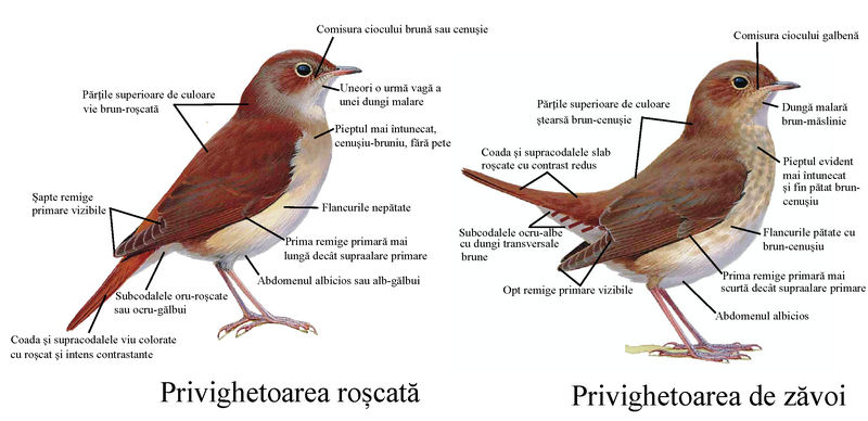 File:Luscinia megarhynchos and Luscinia luscinia.png