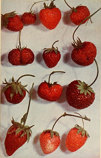 File:Luther Burbank, his methods and discoveries and their practical application; prepared from his original field notes covering more than 100,000 experiments made during forty years devoted to plant (14779036221).jpg