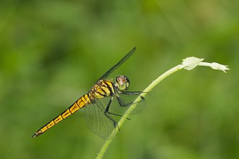 Little Bloodtail Lyriothemis acigastra sub-adult male