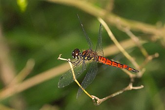 Little Bloodtail Lyriothemis acigastra male