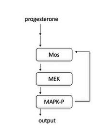 Schematic of the MAPK signaling cascade. MAPK cascade.jpg