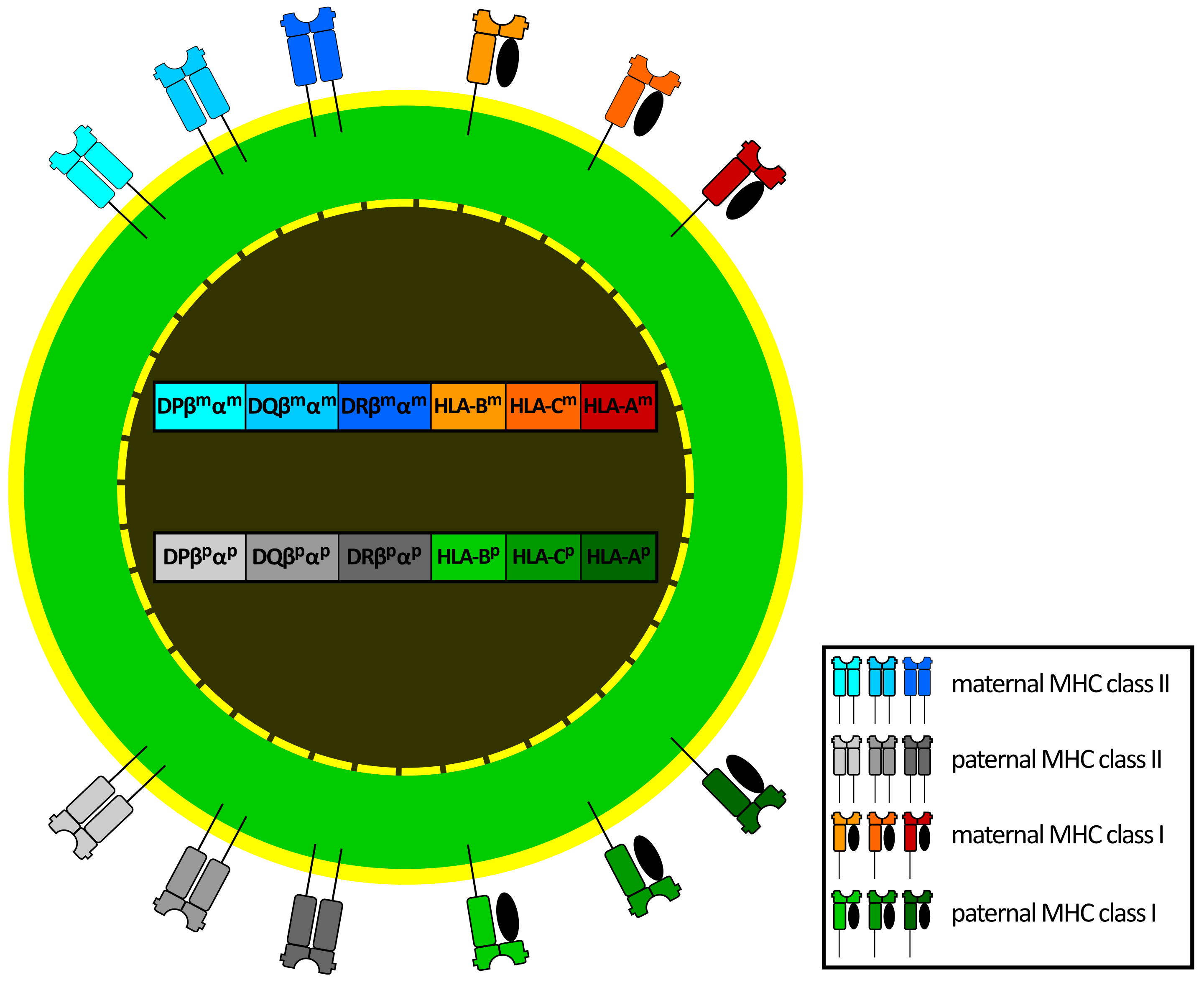 Gene Protection for Covid-19 Identified