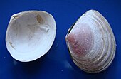 Interior and exterior of a shell of a Macoma tellin Macoma baltica1pl.jpg
