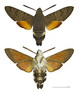 Macroglossum stellatarum (Hummingbird Hawk-moth) mounted specimen