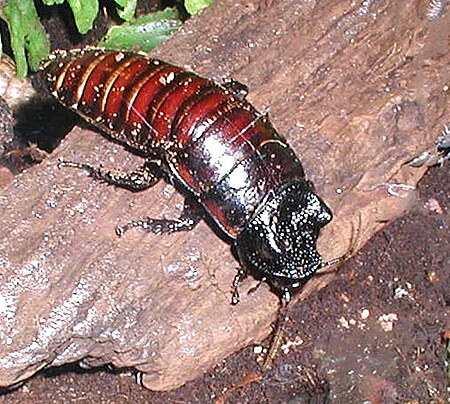 Blaberidae