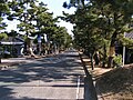 舞阪宿付近の松並木（2006年12月撮影）