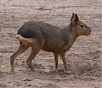 Dolichotis patagonum (Caviidae)