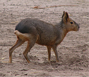 Büyük pampa tavşanı (Dolichotis patagonum)