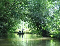 Promenade en barque dans le Marais poitevin.