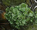 Marchantia polymorpha Germany - Schwäbisch-Fränkischer Wald